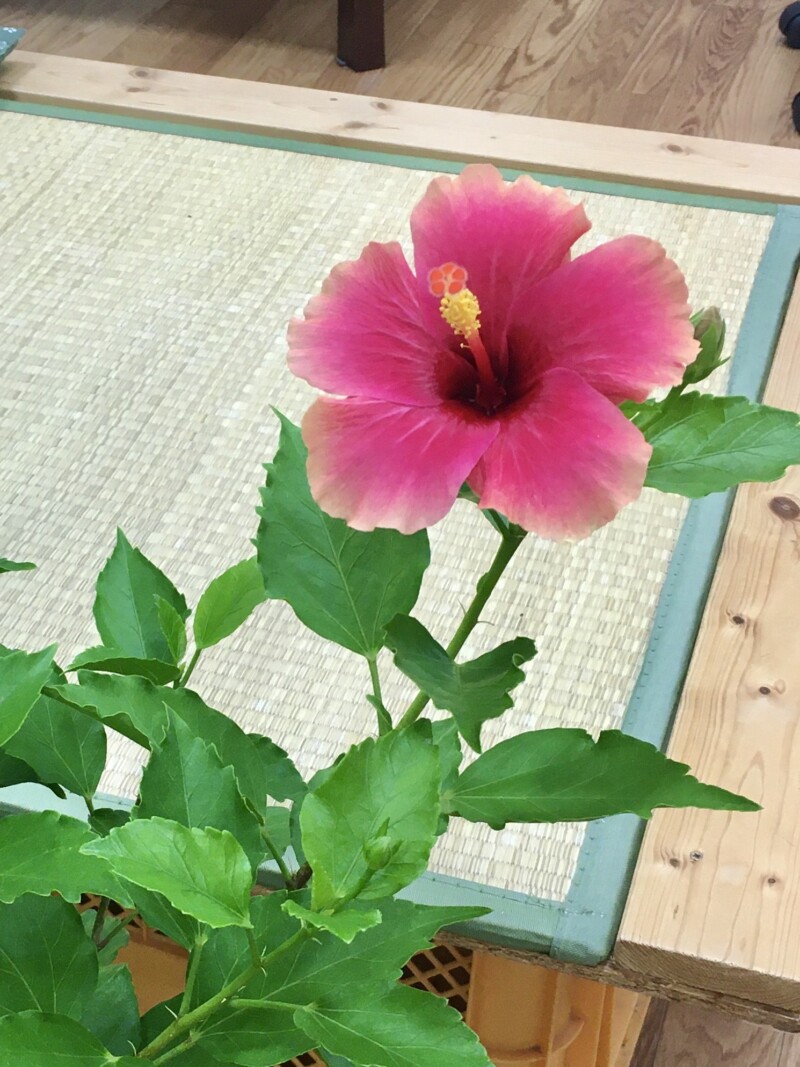 ハイビスカス シニアパソコン教室 わらびしい倶楽部